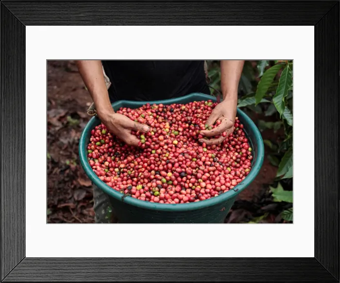 Framed Print : Worker shows recently harvested robusta coffee fruits at a plantation in Nueva Guinea Framed Print : Worker shows recently harvested robusta coffee fruits at a plantation in Nueva Guinea