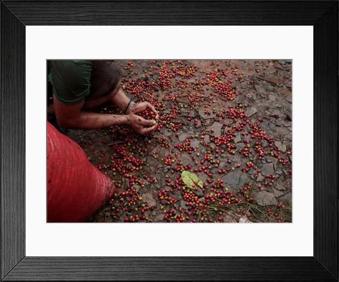 Framed Print : A worker collects recently harvested robusta coffee fruits into a sack at a plantation in Framed Print : A worker collects recently harvested robusta coffee fruits into a sack at a plantation in