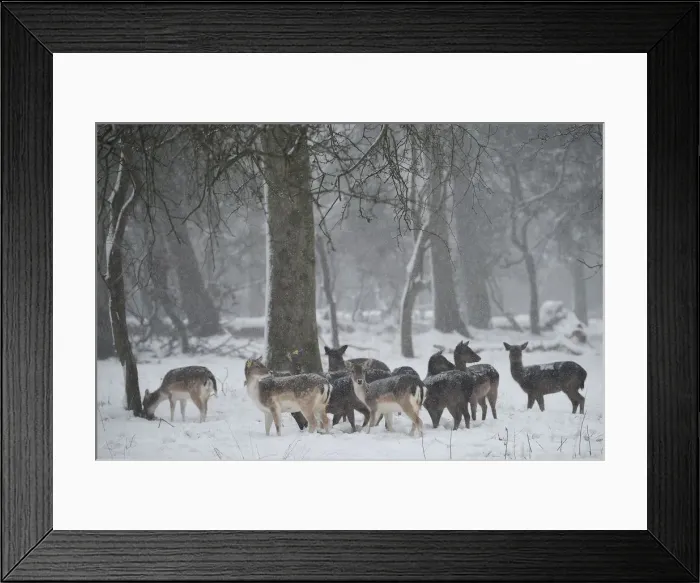 Framed Print : Deer are seen in woodlands during heavy snow in Dublin Framed Print : Deer are seen in woodlands during heavy snow in Dublin