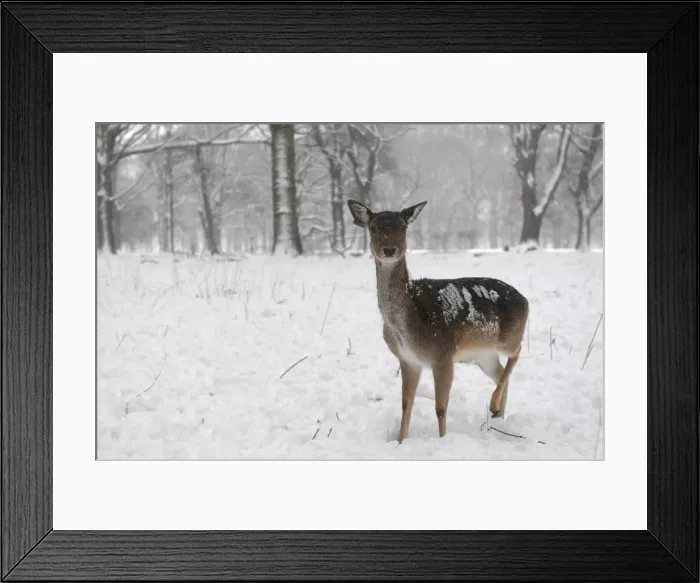 Framed Print : A deer is seen in woodlands during heavy snow in Dublin Framed Print : A deer is seen in woodlands during heavy snow in Dublin