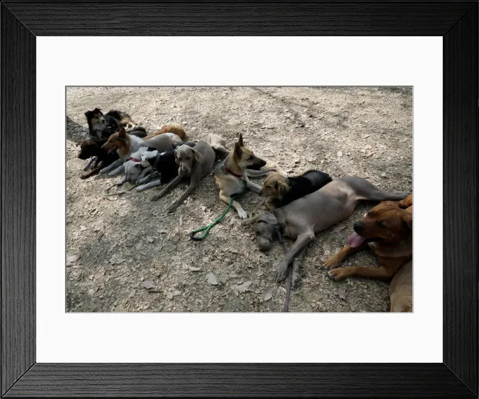 Framed Print : Dogs are pictured during a training session run at a park Framed Print : Dogs are pictured during a training session run at a park
