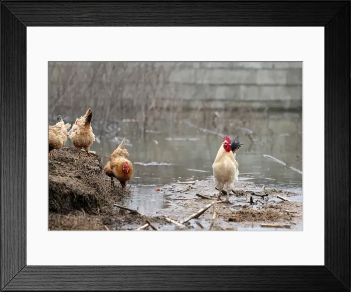 Framed Print : A rooster is pictured near a flooded area in Shkodra