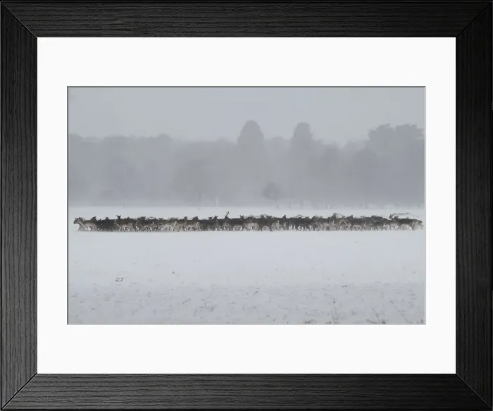 Framed Print : A herd of deer huddles together in woodlands during heavy snow in Dublin Framed Print : A herd of deer huddles together in woodlands during heavy snow in Dublin