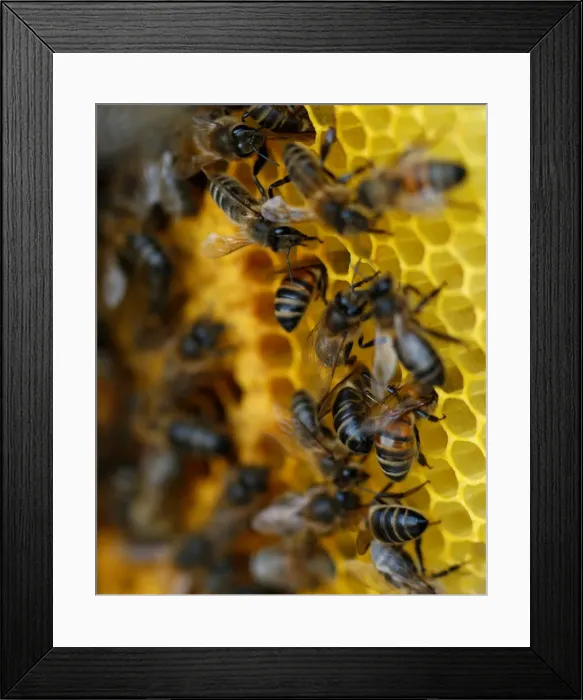 Framed Print : Bees are seen on honeycombs inside a beehive in Gharghur