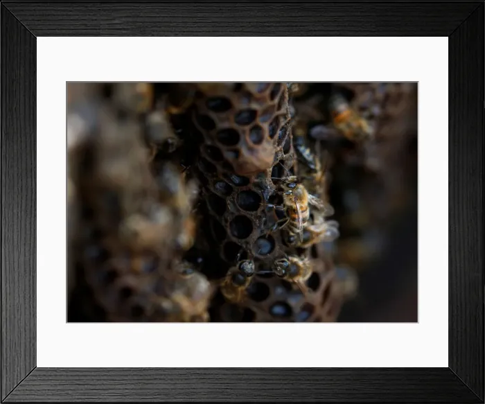 Framed Print : Bees are seen on honeycombs inside a beehive in Gharghur Framed Print : Bees are seen on honeycombs inside a beehive in Gharghur