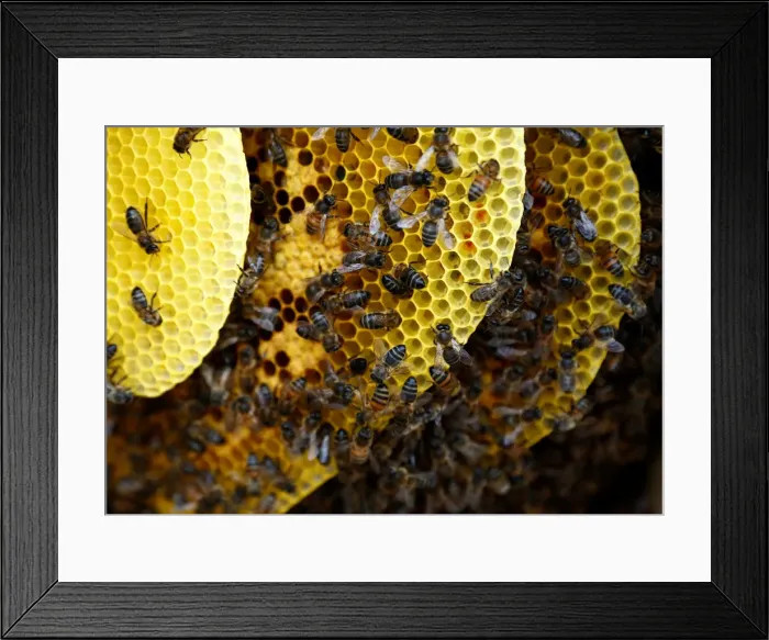 Framed Print : Bees are seen on honeycombs inside a beehive in Gharghur Framed Print : Bees are seen on honeycombs inside a beehive in Gharghur