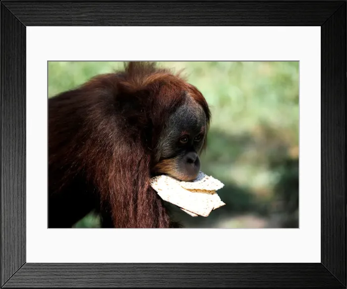 Framed Print : An orangutan eats matza, a traditional unleavened bread eaten during the upcoming Jewish Framed Print : An orangutan eats matza, a traditional unleavened bread eaten during the upcoming Jewish