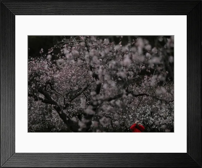 Framed Print : A man takes pictures of almond blossoms at a park in Madrid Framed Print : A man takes pictures of almond blossoms at a park in Madrid