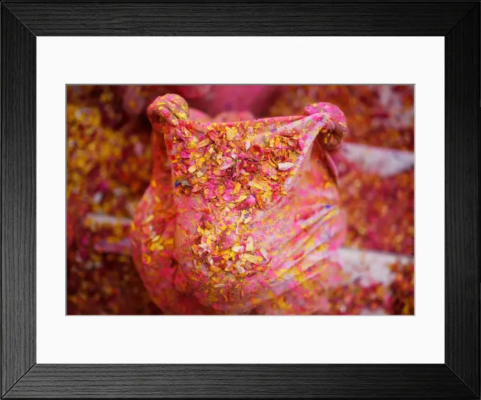 Framed Print : A widow daubed in colours takes part in Holi celebrations in the town of Vrindavan Framed Print : A widow daubed in colours takes part in Holi celebrations in the town of Vrindavan