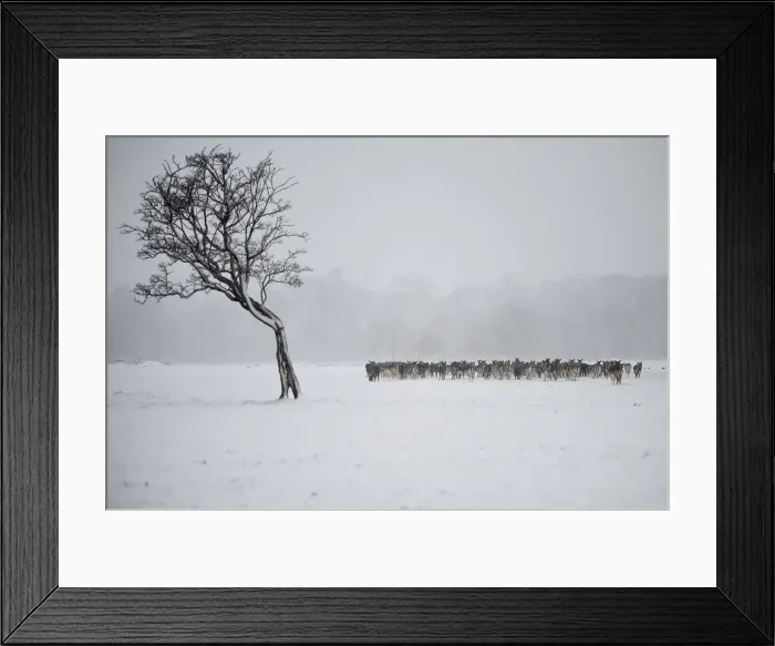 Framed Print : A herd of deer huddles together in woodlands during heavy snow in Dublin Framed Print : A herd of deer huddles together in woodlands during heavy snow in Dublin