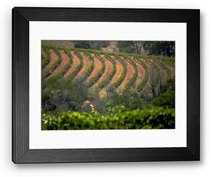 Framed Print : Vines can be seen in a paddock at Petersons Winery in the Hunter Valley Framed Print : Vines can be seen in a paddock at Petersons Winery in the Hunter Valley