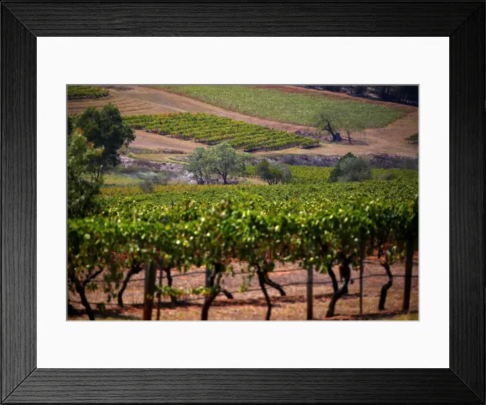 Framed Print : Vines can be seen in a paddock at Petersons Winery in the Hunter Valley Framed Print : Vines can be seen in a paddock at Petersons Winery in the Hunter Valley