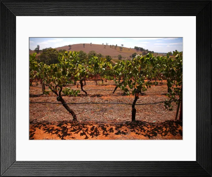 Framed Print : Vines can be seen in a paddock at Petersons Winery in the Hunter Valley Framed Print : Vines can be seen in a paddock at Petersons Winery in the Hunter Valley