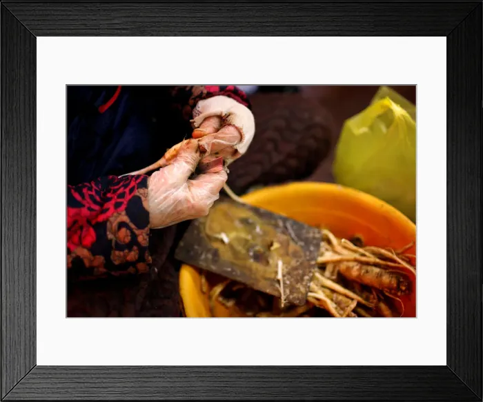 Framed Print : A woman cuts ginseng in a local market in Gangneung