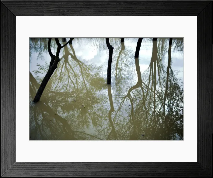 Framed Print : Trees are reflected in flood waters from the River Ebro Framed Print : Trees are reflected in flood waters from the River Ebro