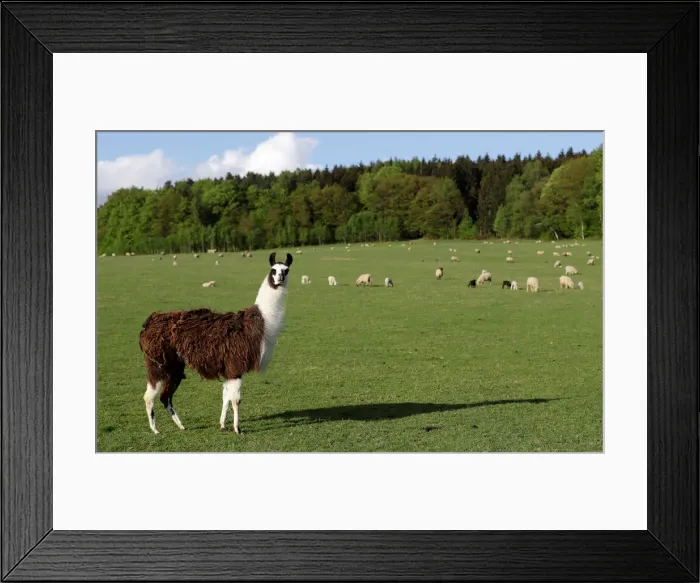 Framed Print : A llama stands at a farm in the village of Jitrava near Liberec Framed Print : A llama stands at a farm in the village of Jitrava near Liberec