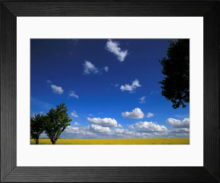 Framed Print : A rapeseed field is seen in Avesnes-les-Aubert near Cambrai Framed Print : A rapeseed field is seen in Avesnes-les-Aubert near Cambrai