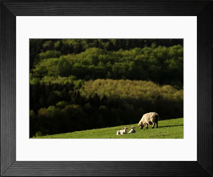 Framed Print : Sheep graze at a farm in the village of Jitrava near Liberec Framed Print : Sheep graze at a farm in the village of Jitrava near Liberec