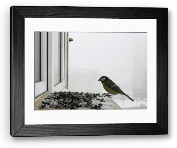 Framed Print : Great tit feeds at bird feeder at a window sill of an apartment in Minsk