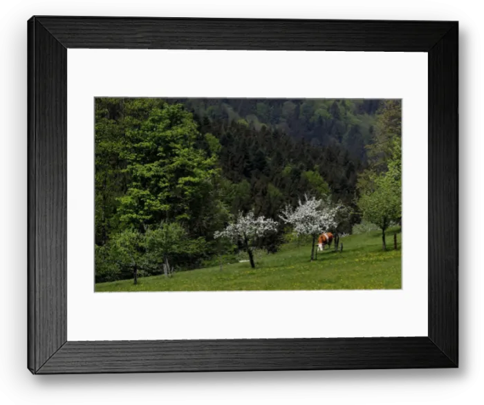 Framed Print : A Simmental cow grazes in a field near the village of St. Leonhard Framed Print : A Simmental cow grazes in a field near the village of St. Leonhard