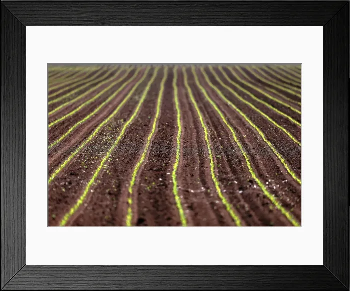 Framed Print : Corn sprouts are is seen in a field in Schnersheim