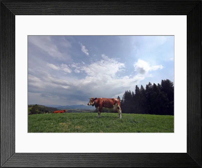 Framed Print : Cows stand on a field on top of the Taubenberg mountain near Warngau