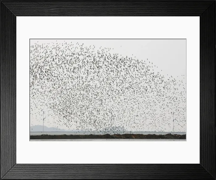 Framed Print : A flock of snipes flies over the Yalu River Estuary Nature Reserve in the border city of