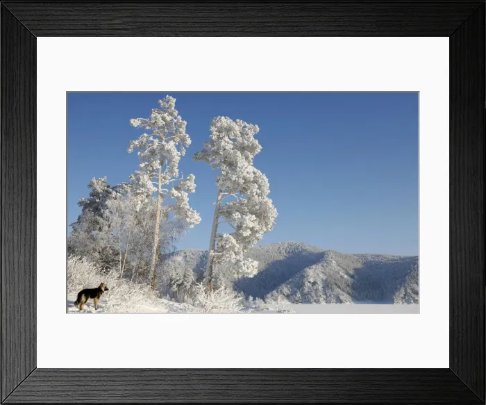 Framed Print : A dog stands under trees covered with heavy hoarfrost and snow on a bank of the frozen