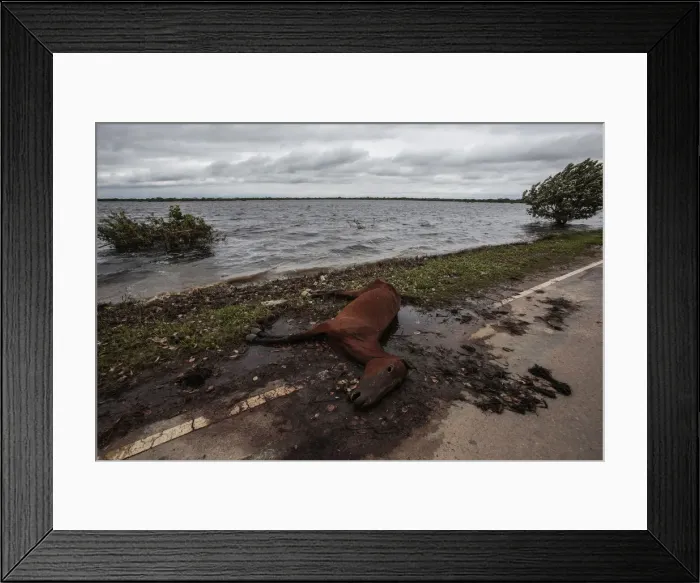 Framed Print : The carcass of a horse lies by a road on a flooded area near Trinidad Framed Print : The carcass of a horse lies by a road on a flooded area near Trinidad