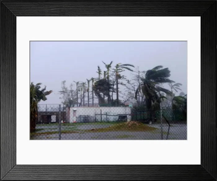 Framed Print : Palm trees buckle under rain after Hurricane Earl hits, in Belize City Framed Print : Palm trees buckle under rain after Hurricane Earl hits, in Belize City