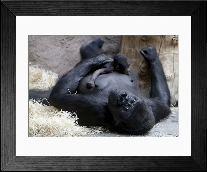 Framed Print : Shinda, a western lowland gorilla, holds her newborn baby in its enclosure at Prague Zoo Framed Print : Shinda, a western lowland gorilla, holds her newborn baby in its enclosure at Prague Zoo