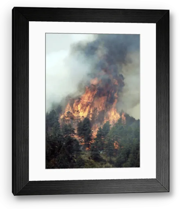 Framed Print : Trees are engulfed in flames in Colorados High Park Fire Framed Print : Trees are engulfed in flames in Colorados High Park Fire