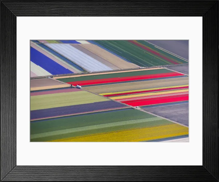 Framed Print : Aerial view of flower fields near the Keukenhof park, also known as the Garden of Europe Framed Print : Aerial view of flower fields near the Keukenhof park, also known as the Garden of Europe