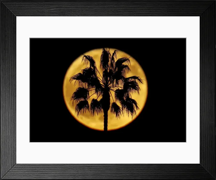 Framed Print : A full moon rises past a palm tree in Encinitas Framed Print : A full moon rises past a palm tree in Encinitas