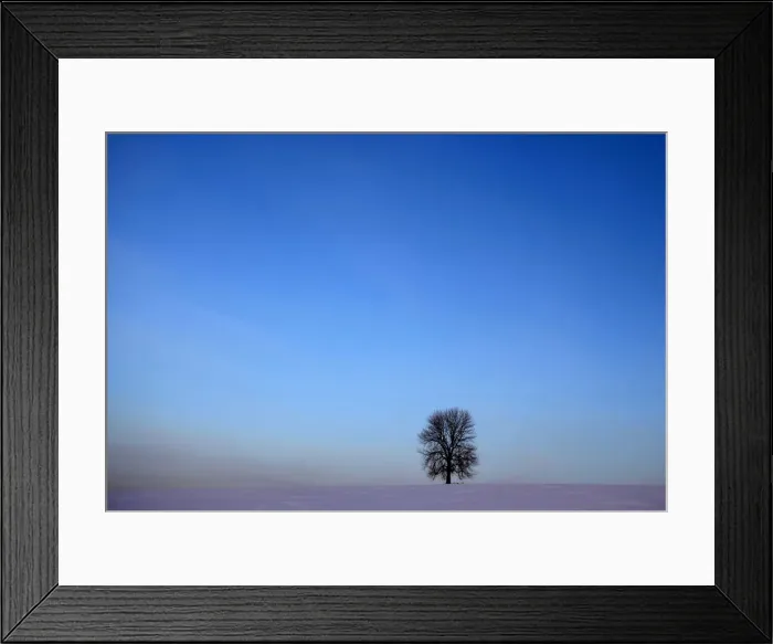 Framed Print : A lone tree stands on the snow covered field near the village of Rovne Framed Print : A lone tree stands on the snow covered field near the village of Rovne