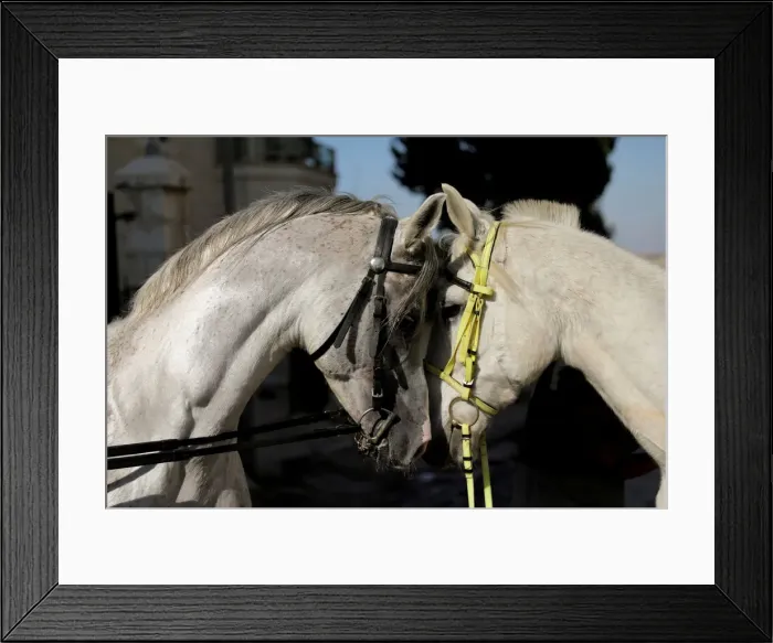 Framed Print : The Wider Image: Palestinians in East Jerusalem cherish their horses Framed Print : The Wider Image: Palestinians in East Jerusalem cherish their horses