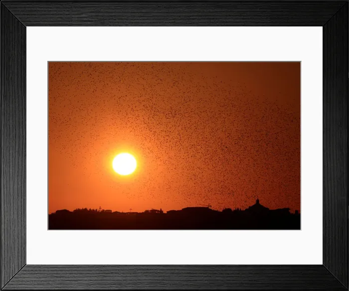 Framed Print : A flock of starlings fills the sunset over Rome Framed Print : A flock of starlings fills the sunset over Rome