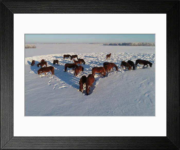Framed Print : Horses graze on a snow-covered field outside the village of Chesnoki Framed Print : Horses graze on a snow-covered field outside the village of Chesnoki