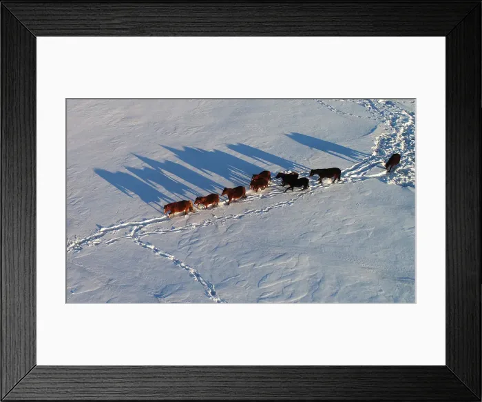Framed Print : An aerial view shows horses grazing on a snow-covered field outside the village of Framed Print : An aerial view shows horses grazing on a snow-covered field outside the village of