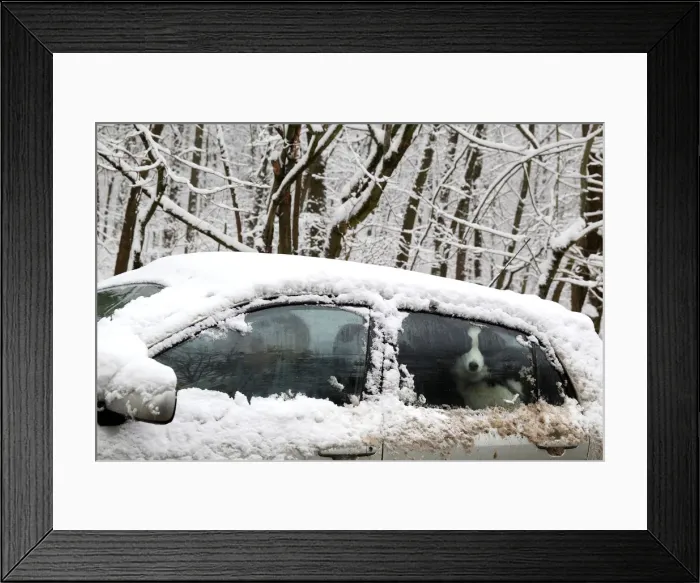 Framed Print : A dog is seen in a snow covered car in Budapest Framed Print : A dog is seen in a snow covered car in Budapest