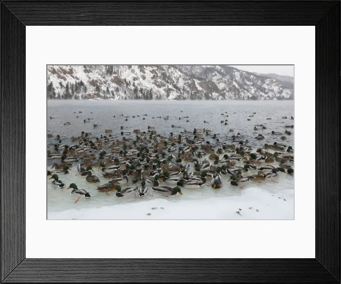 Framed Print : Wild ducks swim in the icy waters of the Yenisei River outside Krasnoyarsk Framed Print : Wild ducks swim in the icy waters of the Yenisei River outside Krasnoyarsk