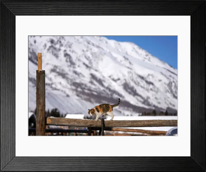 Framed Print : A cat is seen at Hemu village among snow mountains in Altay Framed Print : A cat is seen at Hemu village among snow mountains in Altay