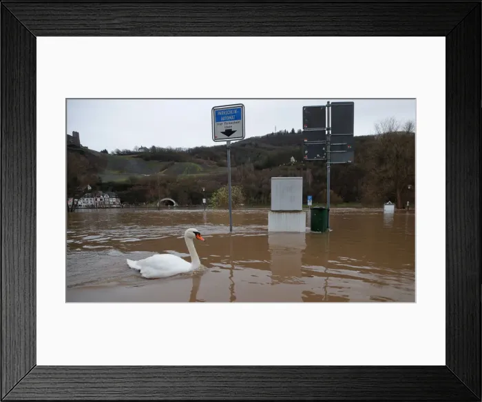 Framed Print : A swan swims over a parking lot flooded by the river Moselle in Bernkastell-Kues Framed Print : A swan swims over a parking lot flooded by the river Moselle in Bernkastell-Kues
