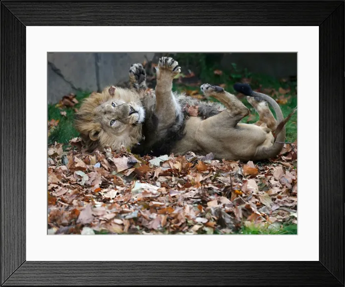 Framed Print : Bhanu, an Asiatic lion, rolls in leaves scented with cardamom Framed Print : Bhanu, an Asiatic lion, rolls in leaves scented with cardamom