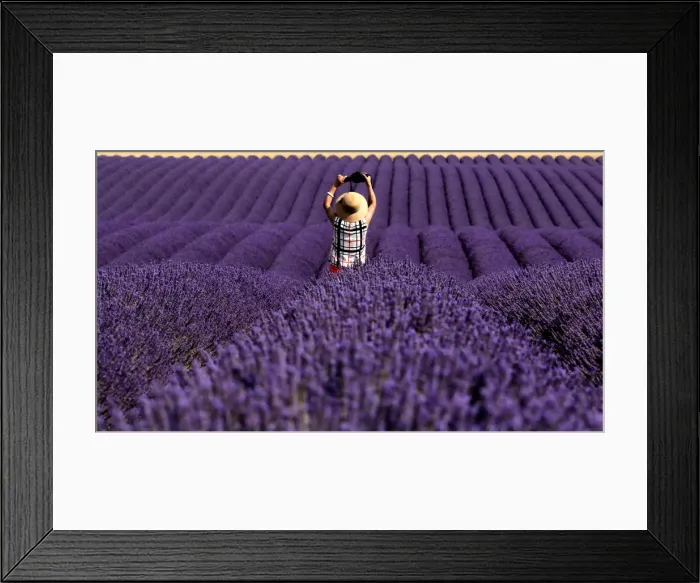 Framed Print : A Chinese tourist takes a picture in a lavender field in Valensole Framed Print : A Chinese tourist takes a picture in a lavender field in Valensole