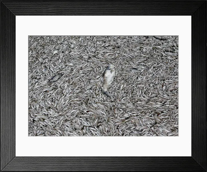 Framed Print : Dead fish are seen floating in the polluted West Lake in Hanoi Framed Print : Dead fish are seen floating in the polluted West Lake in Hanoi