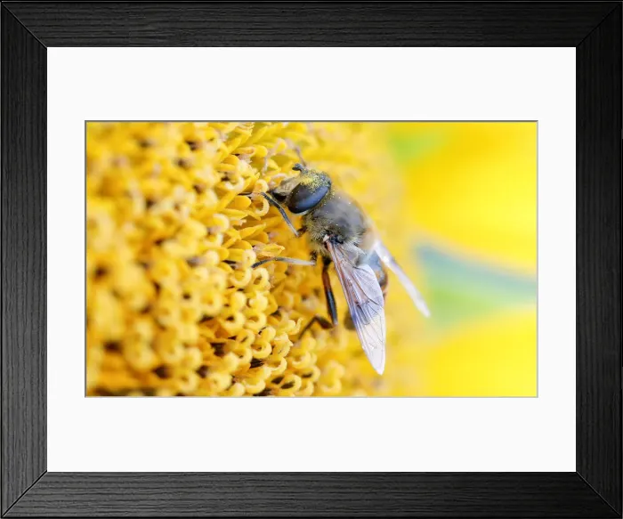 Framed Print : An insect collects nectar from a sunflower on a field near Schneisingen Framed Print : An insect collects nectar from a sunflower on a field near Schneisingen