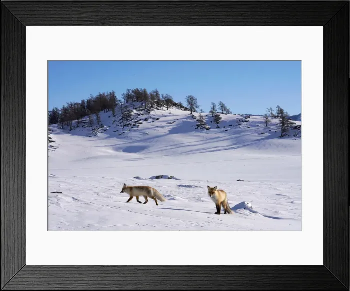 Framed Print : Foxes are seen in the snow in Hemu of Altay, Xinjiang Uygur Autonomous Region Framed Print : Foxes are seen in the snow in Hemu of Altay, Xinjiang Uygur Autonomous Region