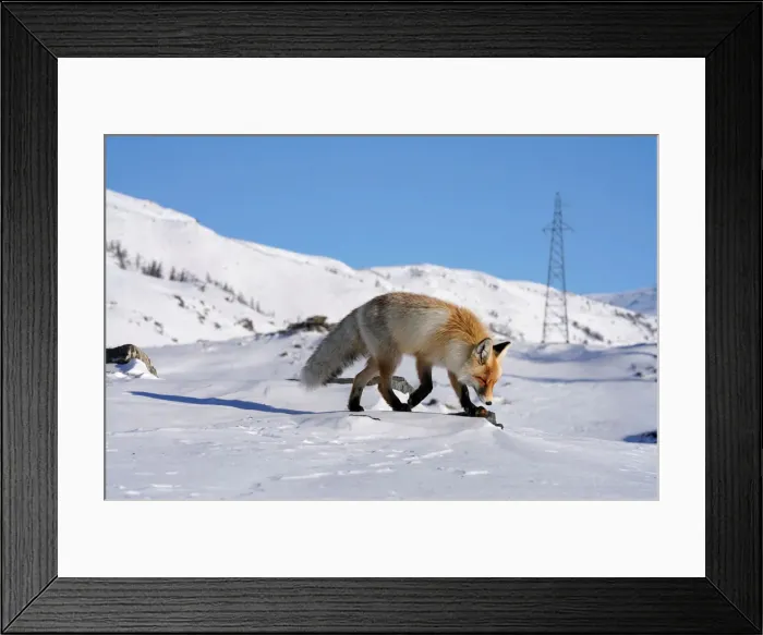 Framed Print : A fox walks in the snow in Hemu of Altay, Xinjiang Uygur Autonomous Region