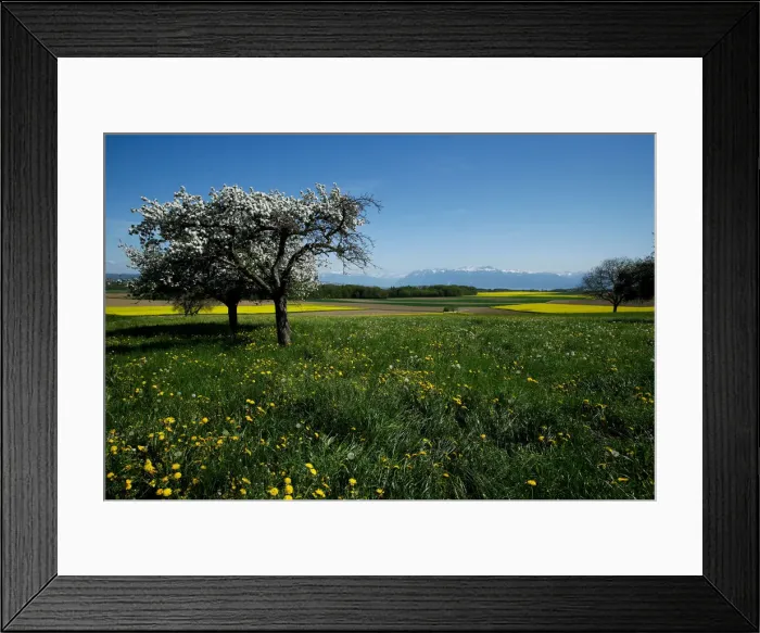Framed Print : Trees in full bloom are pictured in a field near Senarclens Framed Print : Trees in full bloom are pictured in a field near Senarclens